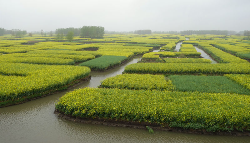 2014芳恩家居興化賞油菜花(huā)